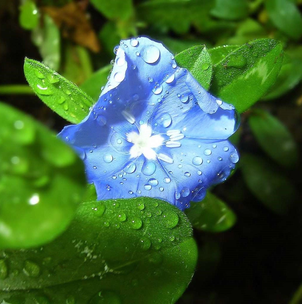 شبنم گل گیاه آبی سبز dew flower plant blue green